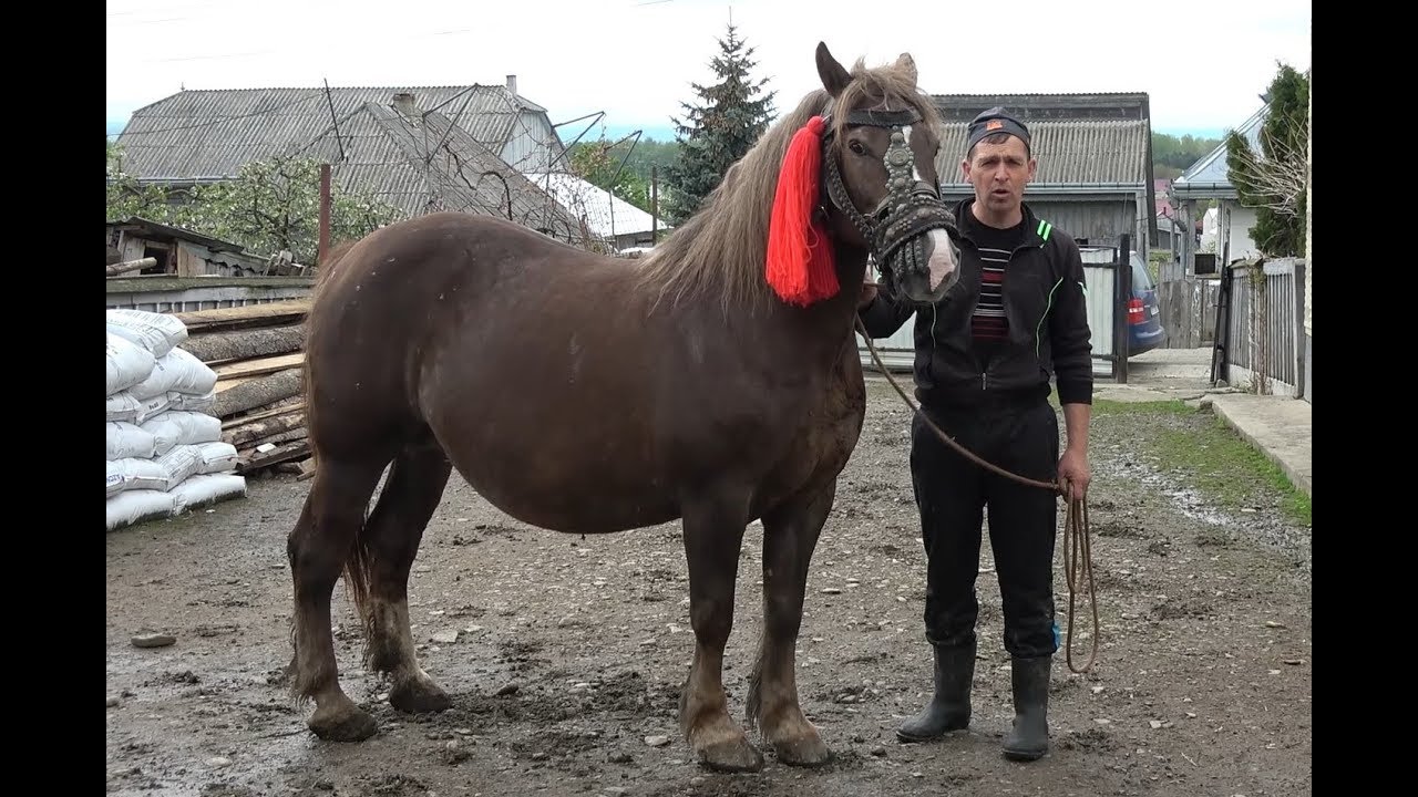 Prezentare caini din rasa Ciobanesc de Bucovina, Prezentare Cai - Tibeni, Bucovina - 2019