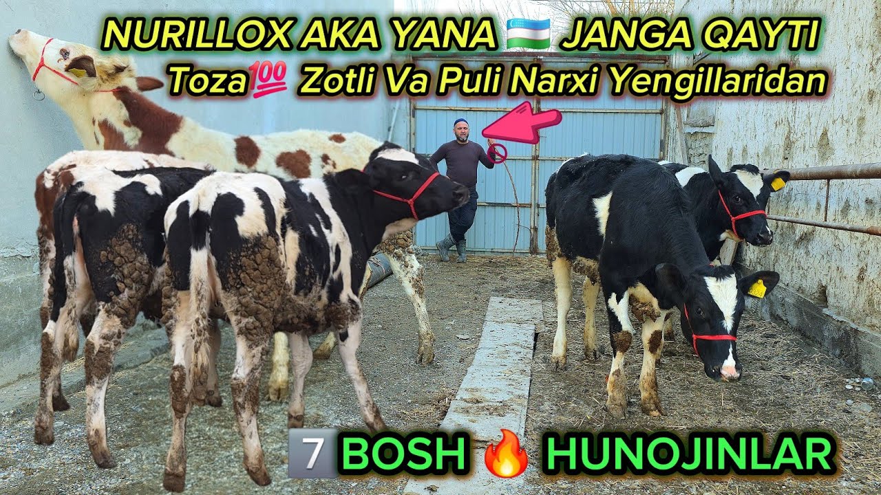 ☎️77.323.55.00✅️ JOVLIK⛳️ NURILLOX AKADA 7️⃣ BOSH HUNOJINLAR #dangalsavdo #gibrid #cow #mol #chorva 