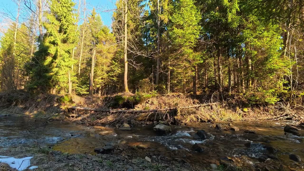 4k Forest Stream & Nature Sounds 🌿 Relaxing Water, Cinematic Sunlight & Birdsong for Deep Sleep