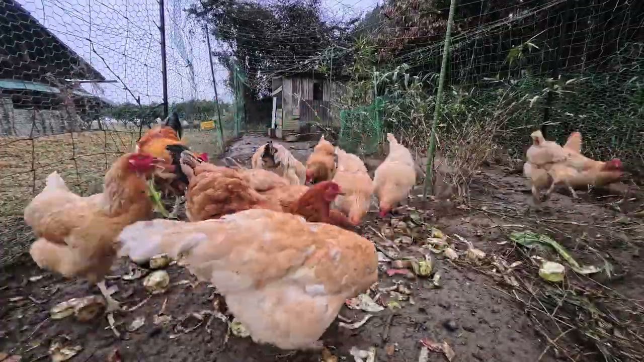 ニワトリに残渣を与える/2026.1.11　#配合飼料を一切与えない #自然養鶏 #谷口村