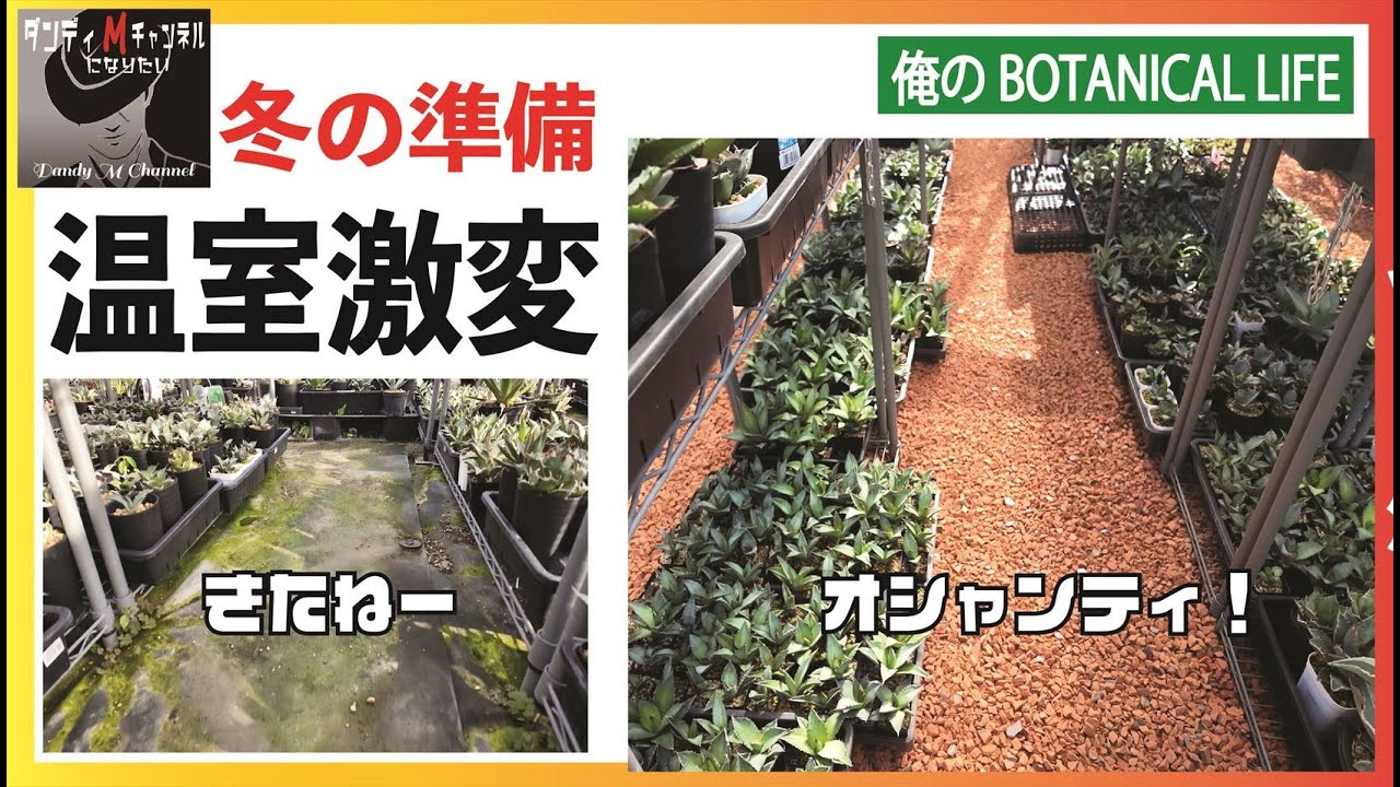冬越し準備　汚い温室が激変！瓦チップを使えば簡単キレイに　「チタノタ系実生おまかせ３株」販売のおしらせも　ノークレームで！
