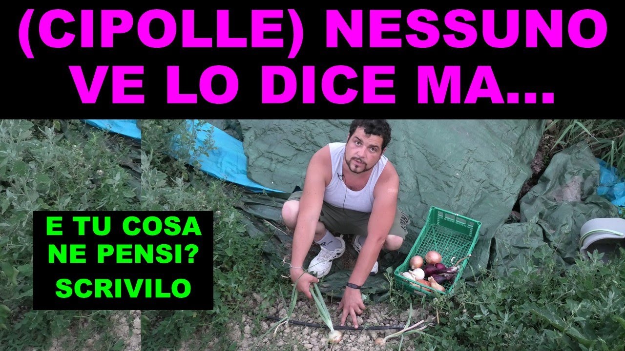 CIPOLLE - DIVERSI METODI PER COLTIVARE POTARE RACCOGLIERE E CONSERVARE CIPOLLE ROSSE, BIANCHE,DORATE