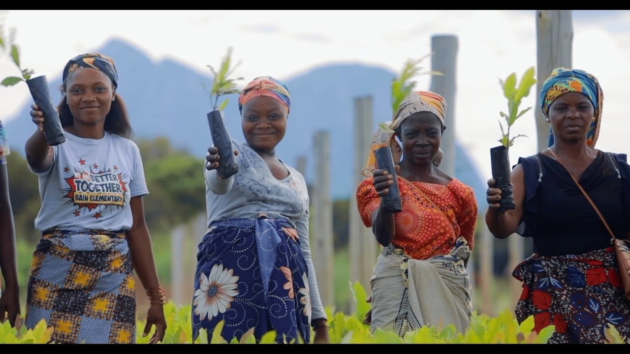 The cashew nut value chain in Mozambique