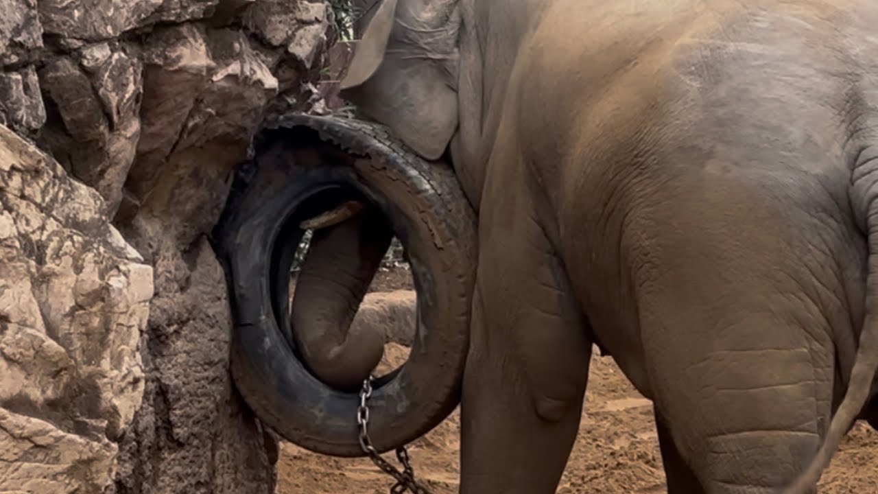 そろそろ限界に近いタイヤくんと遊ぶアルンくん🐘　2月17日 上野動物園　アジアゾウ