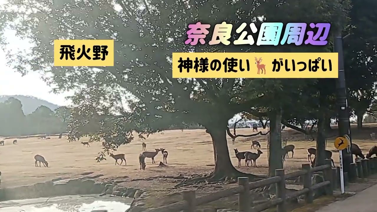 20260224 tantanの日常 奈良公園周辺