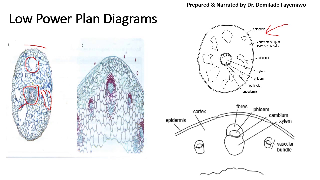 Tips for Microscopy Drawings in paper 3