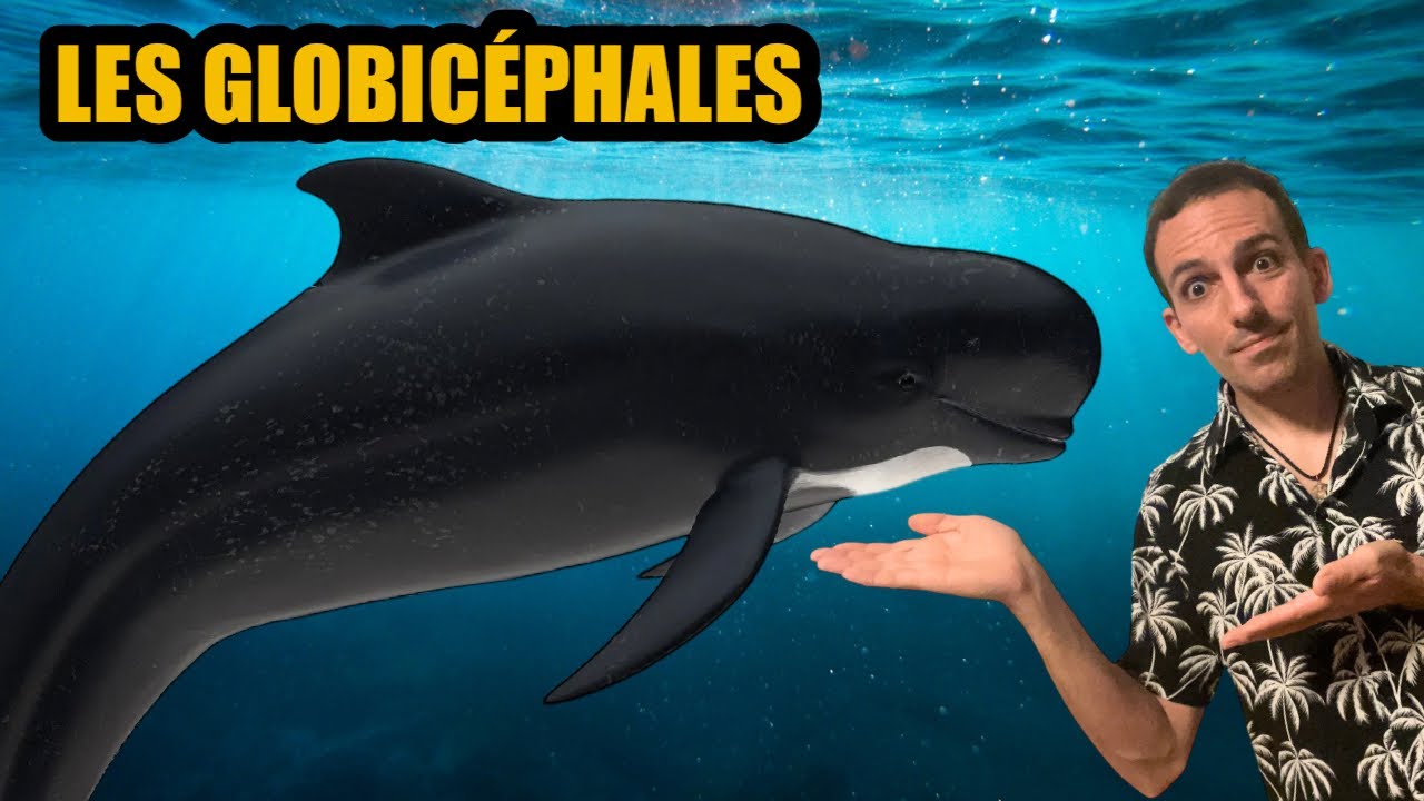 Les GLOBICÉPHALES 🐬 Dauphins des PROFONDEURS