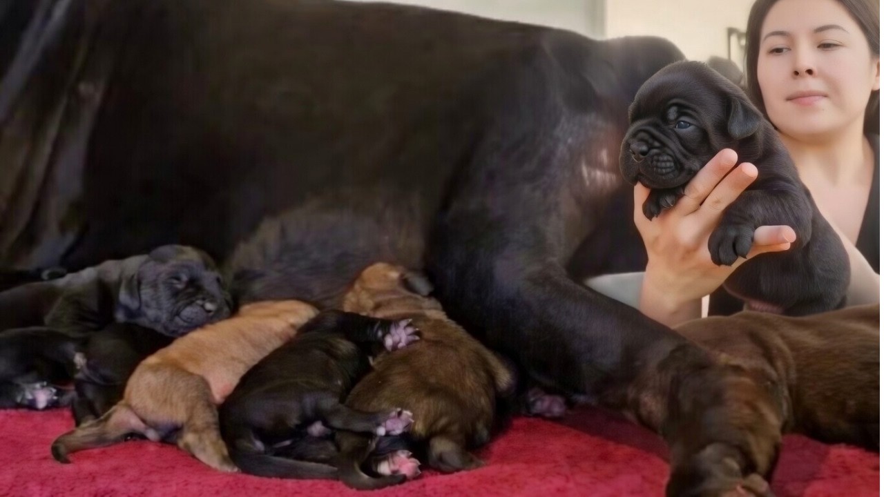 She Adopted a Pregnant Great Dane So Her Puppies Could Find Homes   Then the Impossible Happened
