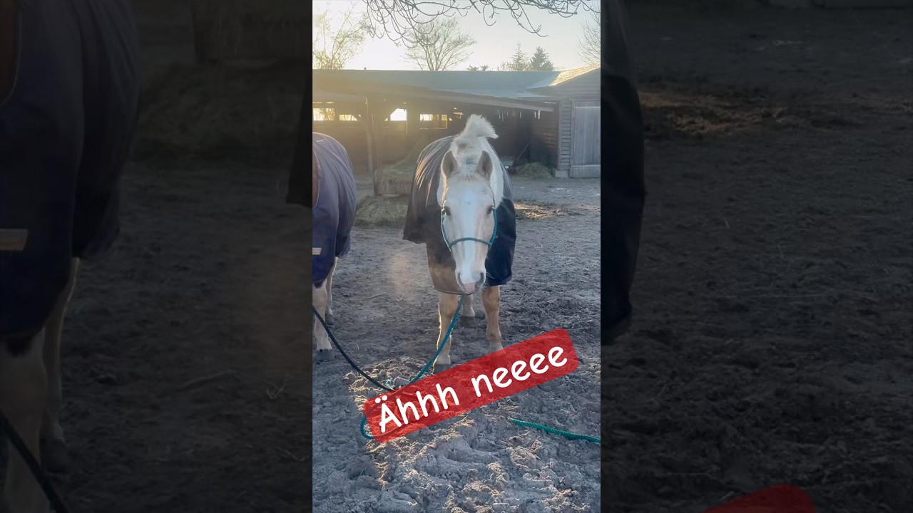 Uhhh no‼️ #unpopulartravelgroup #horse #amnewbutnottheleast #equestrian