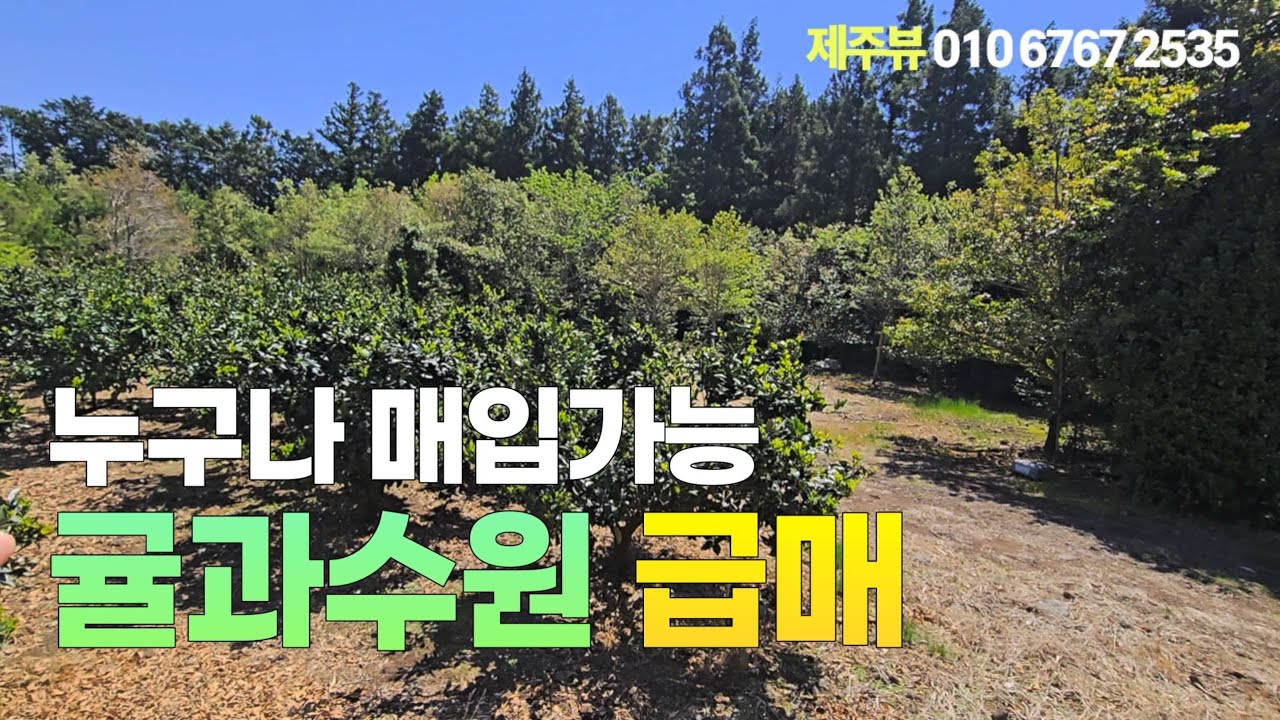 귤과수원 25만원 외지인 매입 가능