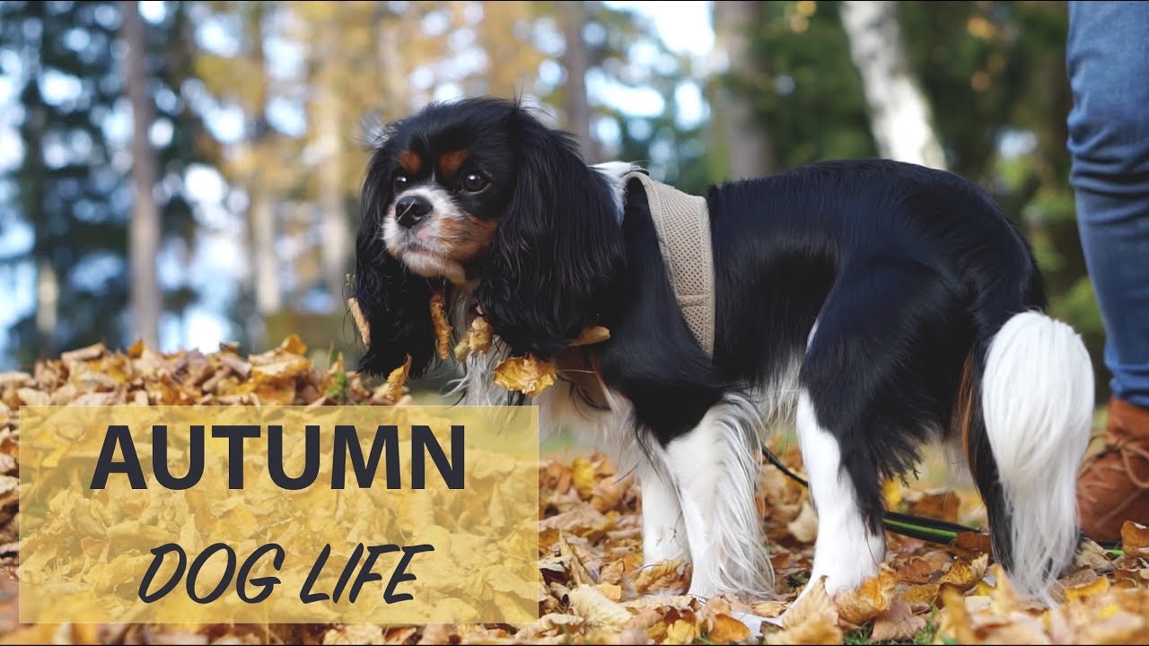 Golden Autumn Times | Training & Life with a Cavalier King Charles Spaniel