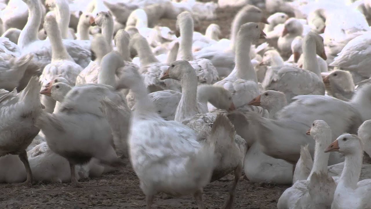 Piorko Polish Feather Down Goose down Duck down Polish goose