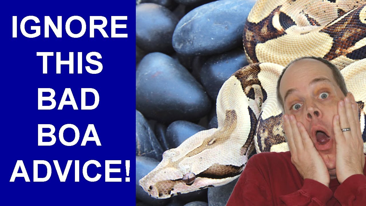 Really BAD Boa and Snake Keeping Advice (NOT to Follow!)