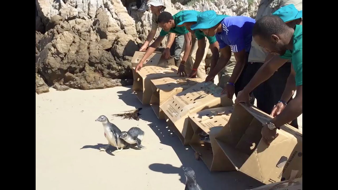 Science Today: Saving Vulnerable African Penguins | California Academy of Sciences