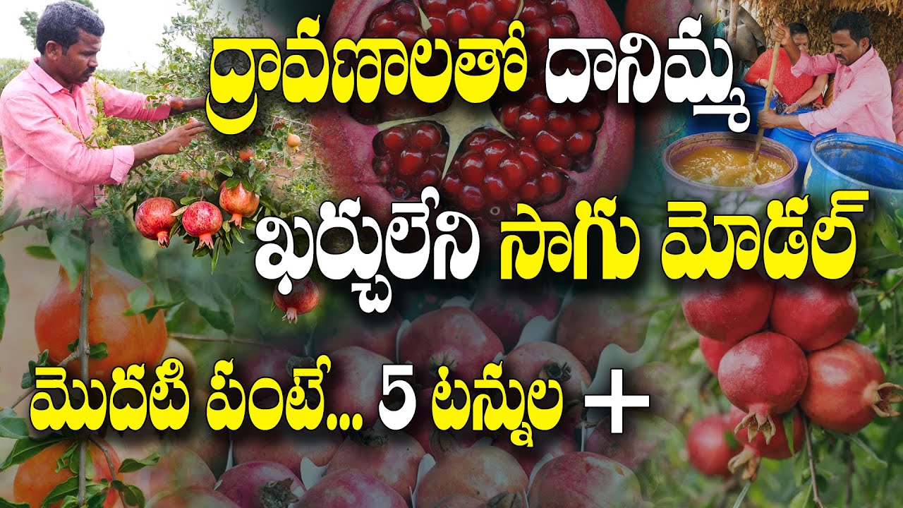 ఈ పద్దతులు పాటిస్తే లక్షల్లో ఆదాయం | #Pomegranate Farming | Venkateswarlu