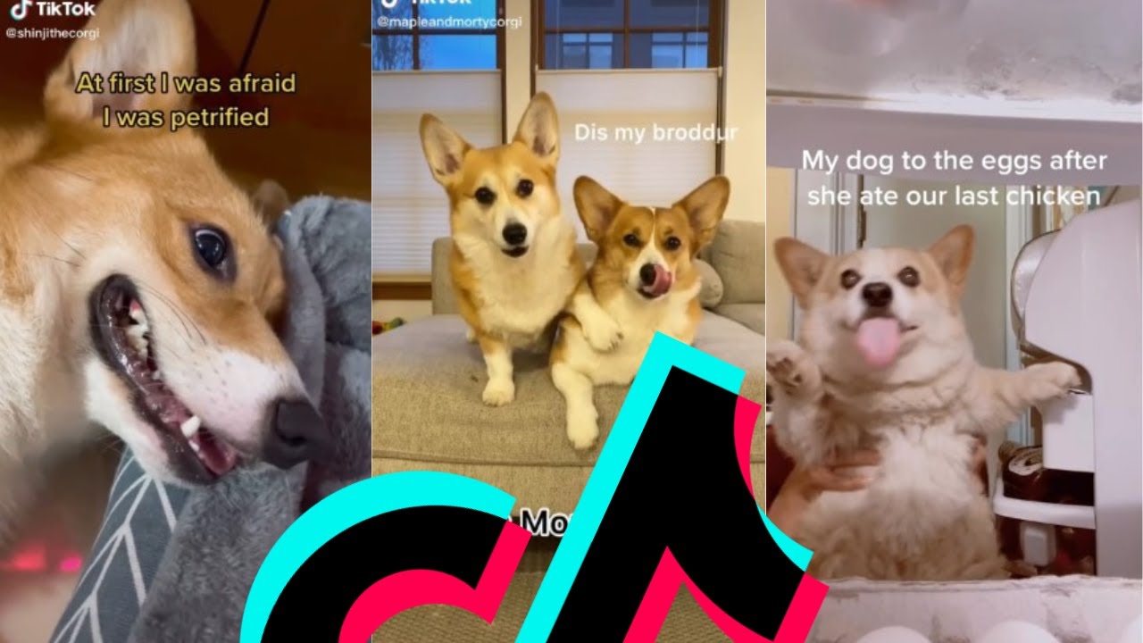 The Funniest Corgi TikTok Compilation | Dogs Of TikTok