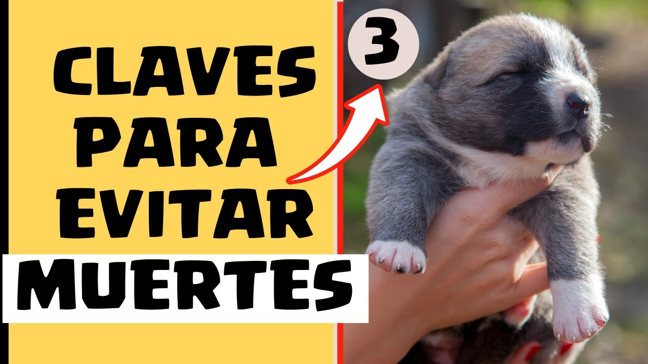 🛑Como Cuidar CACHORROS de 1 MES ⏩Las ( 3 ) CLAVES de Como CUIDAR CACHORROS  Correctamente✅