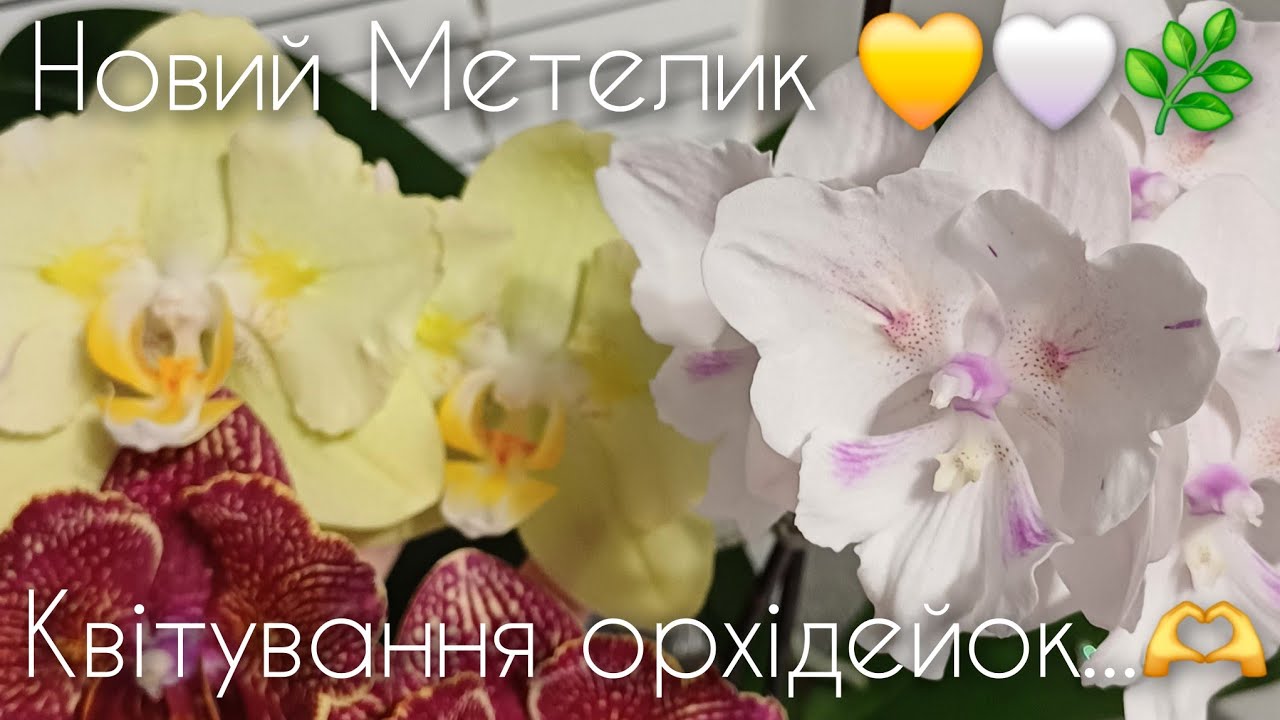 Розпуски орхідейок 🫶. Який метелик купила 🔥🦋🌿 #орхідеї #orchid #peloric #phalaenopsis #butterfly 