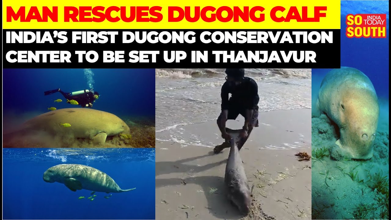 India's First Dugong Conservation Center to Come Up in Thanjavur | SoSouth