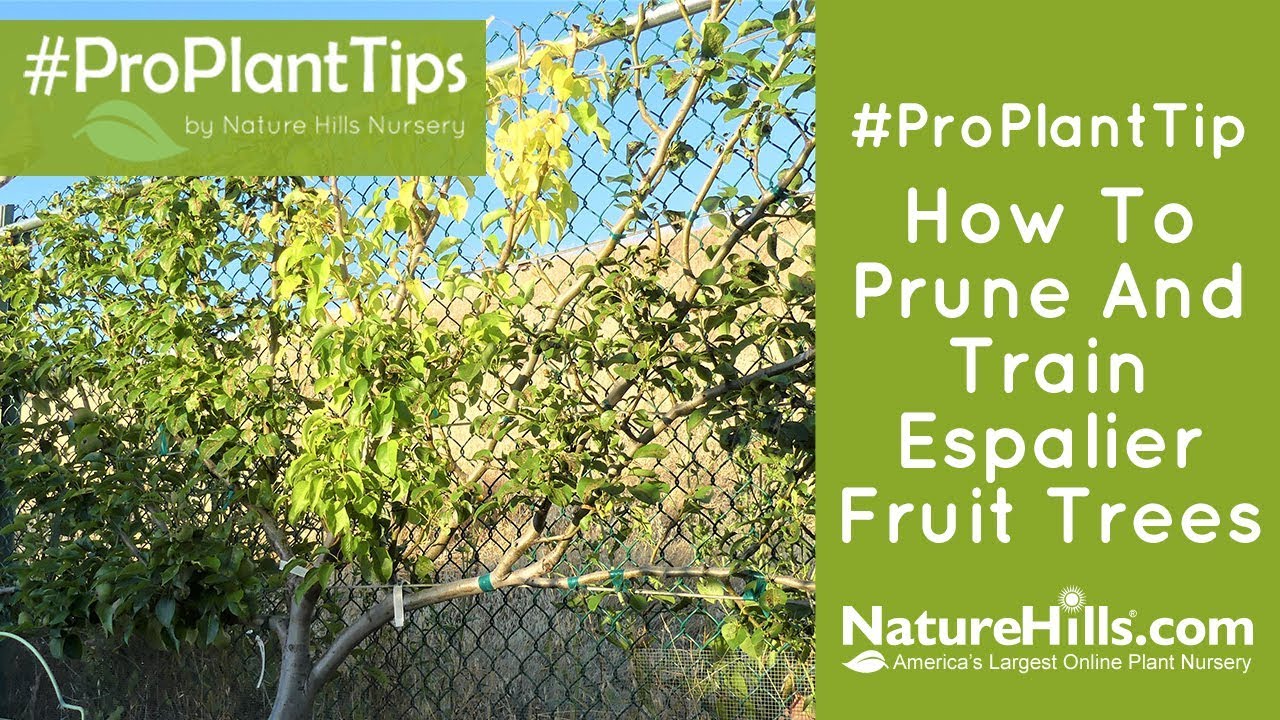 How to Prune and Train Espalier Fruit Trees | NatureHills.com