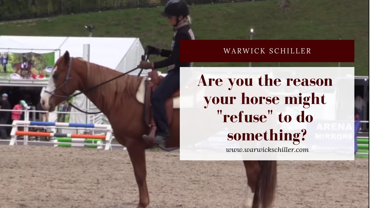 YOU could be the reason your horse might 