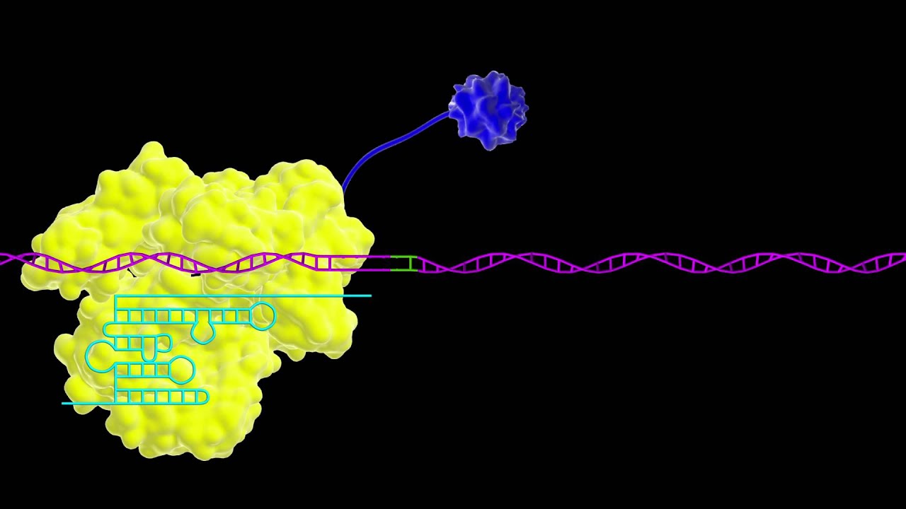 Cas9: As a Transcriptional Activator