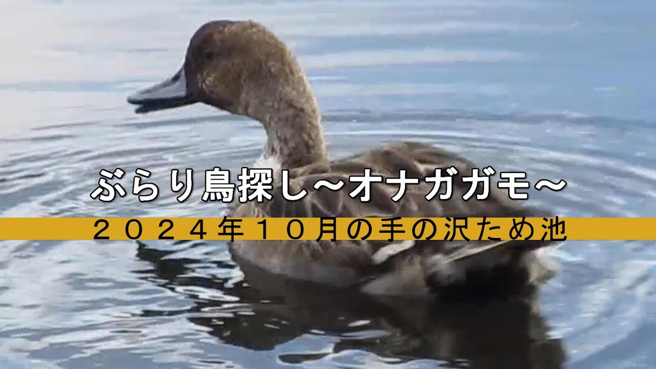 ぶらり鳥探し～オナガガモ～　２０２４年１０月の手の沢のため池