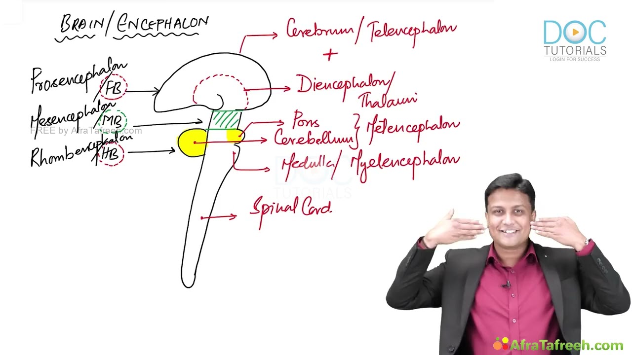 Introduction to Neuroanatomy | Lecture by Dr. Azam | MBmbbs|