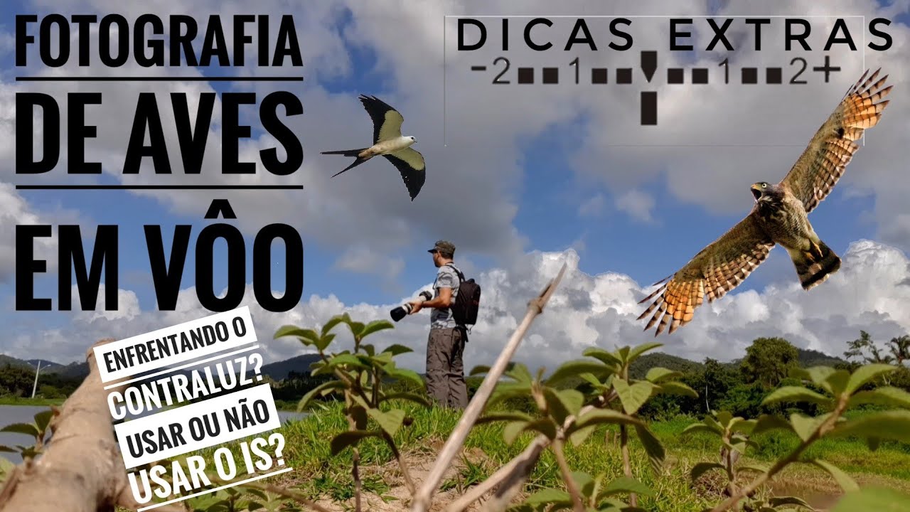 Dicas Extras para Fotografar Aves em Vôo (consiga A foto mesmo em contraluz)