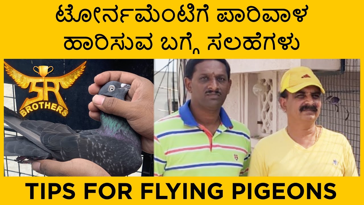 ಟೋರ್ನಮೆಂಟಿಗೆ ಪಾರಿವಾಳ ಹಾರಿಸುವ ಬಗ್ಗೆ ಸಲಹೆಗಳು |