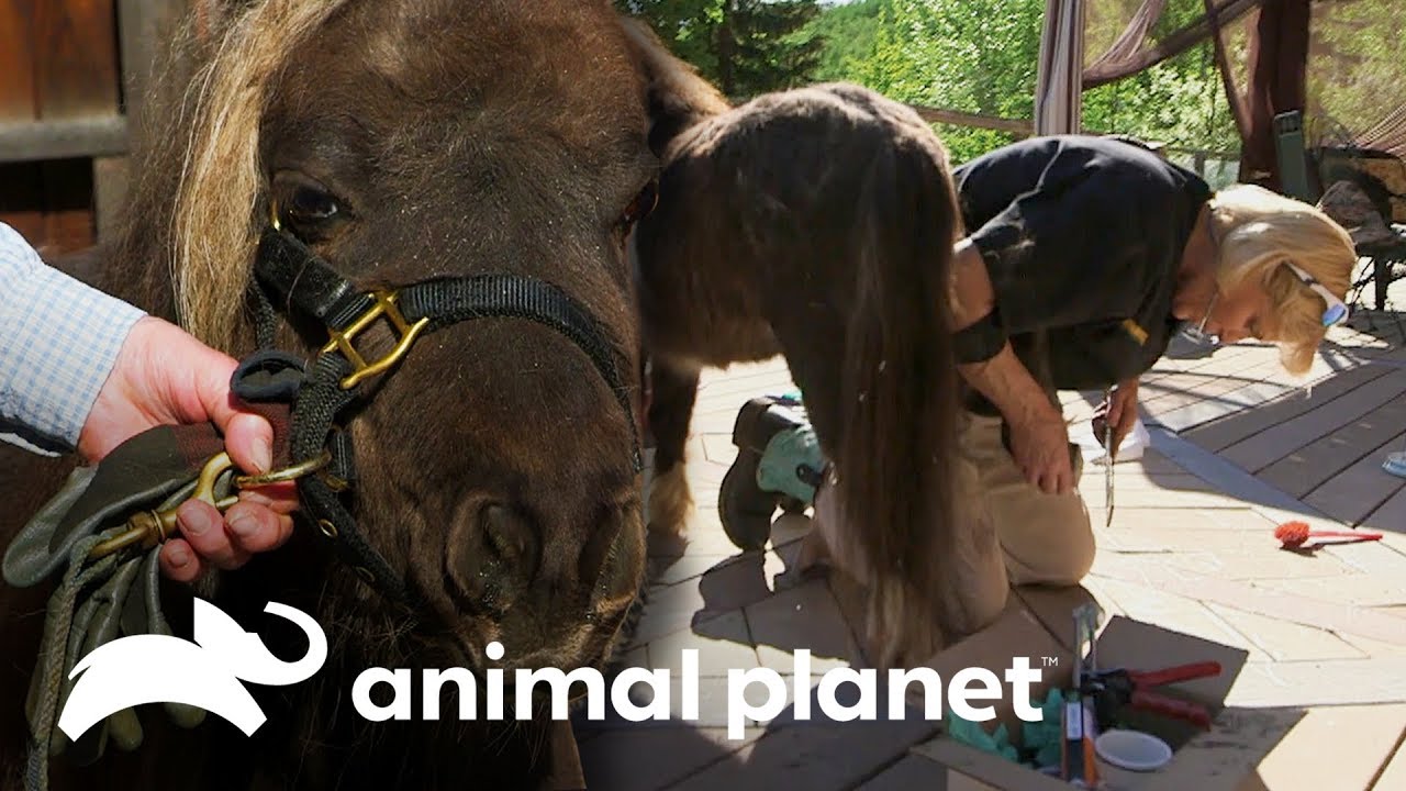 Pedicure para un pony | Dra. Dee: Veterinaria de Alaska | Animal Planet