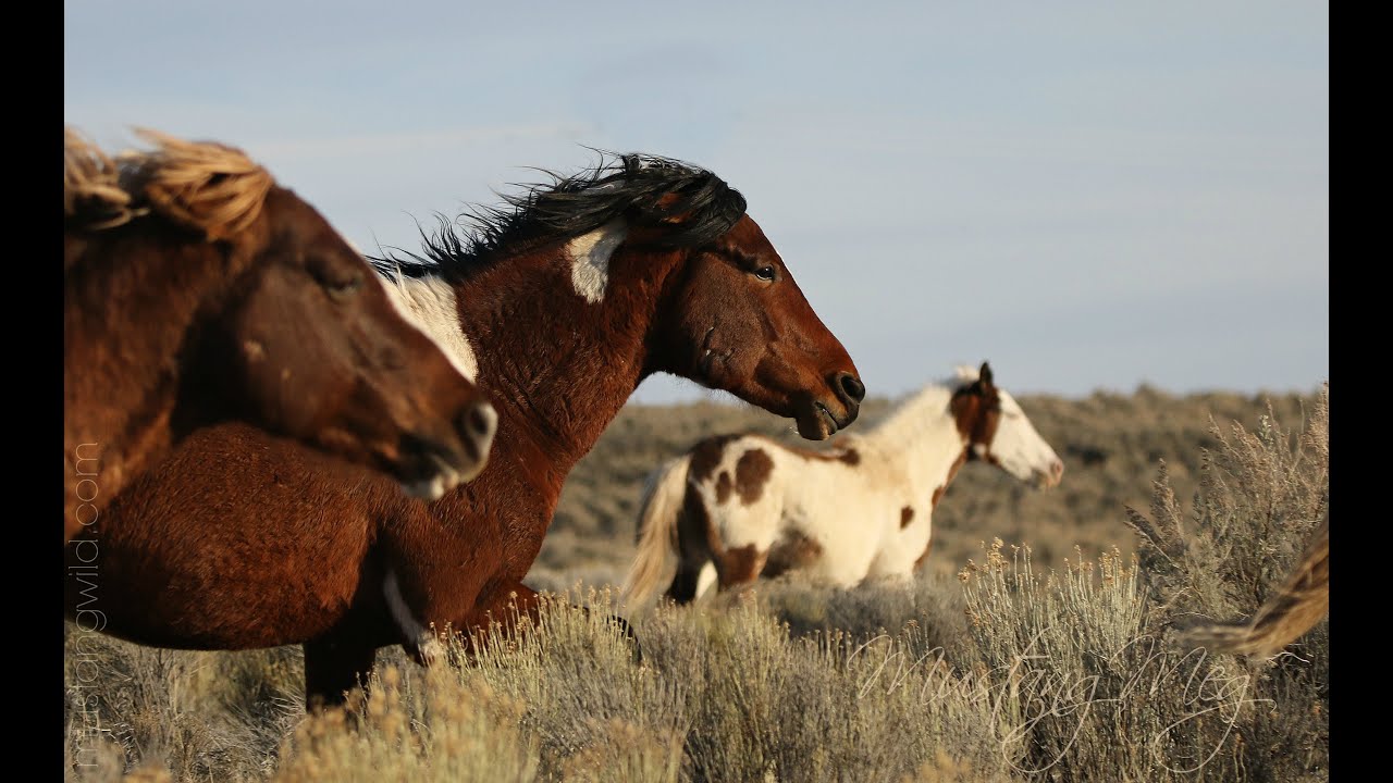 Wild Mustangs of our West  by Mustang Meg March 2020