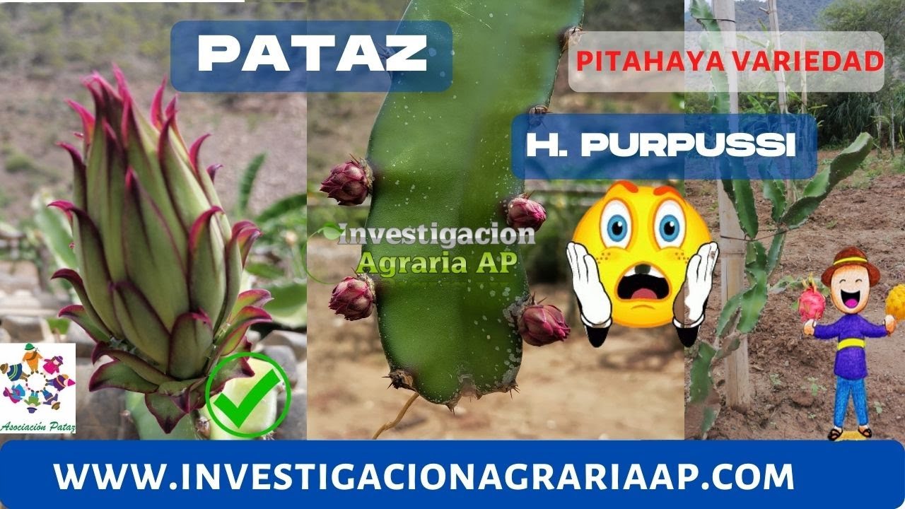 PITAHAYA Variedad Purpussi en  PATAZ 2022