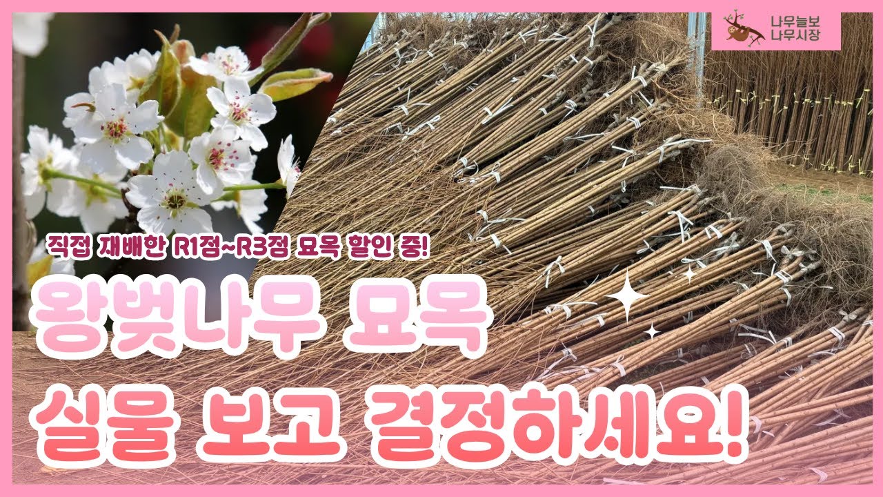 직접 재배 묘목이 이 가격?! 왕벚나무 규격별 실물 공개