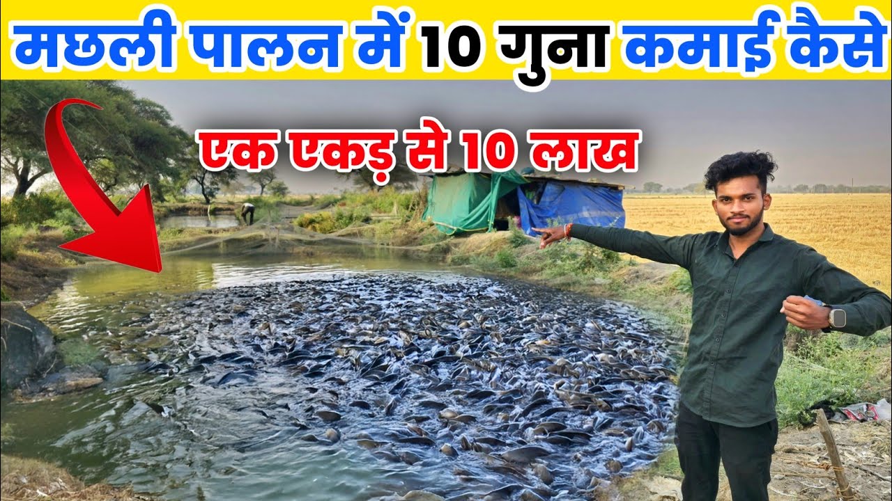 मछली पालन में 10 गुना कमाई कैसे करें | Mangur machhali palan