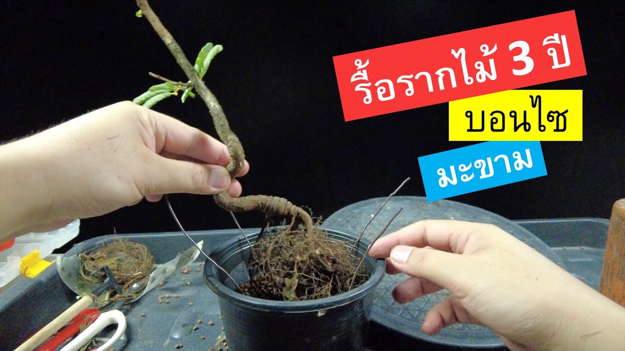 как сделать бонсай