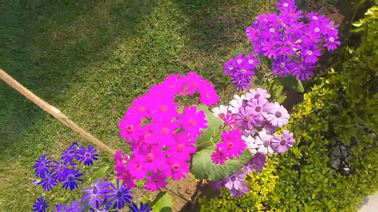 Itne Sare Flowers Ek Sath! Garden Vlog#Blooming#FlowerLovers#IncredibleNature#NatureReels#ViralReels
