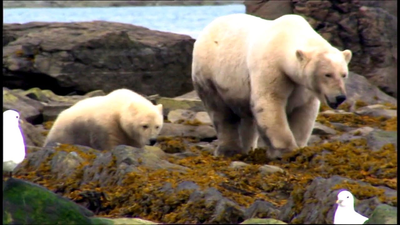 L'ours polaire (Documentaire : Les grands carnivores)