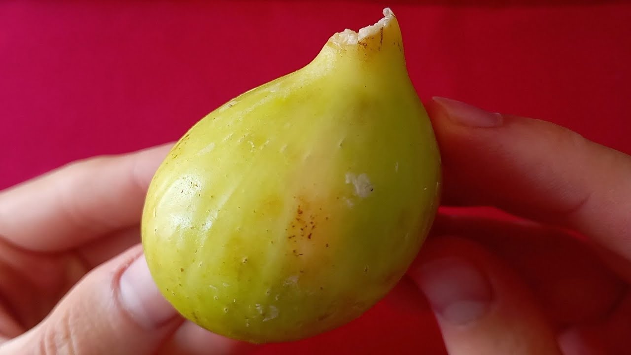 Higo Melar blanco | Catando frutas 🍌 🍉 