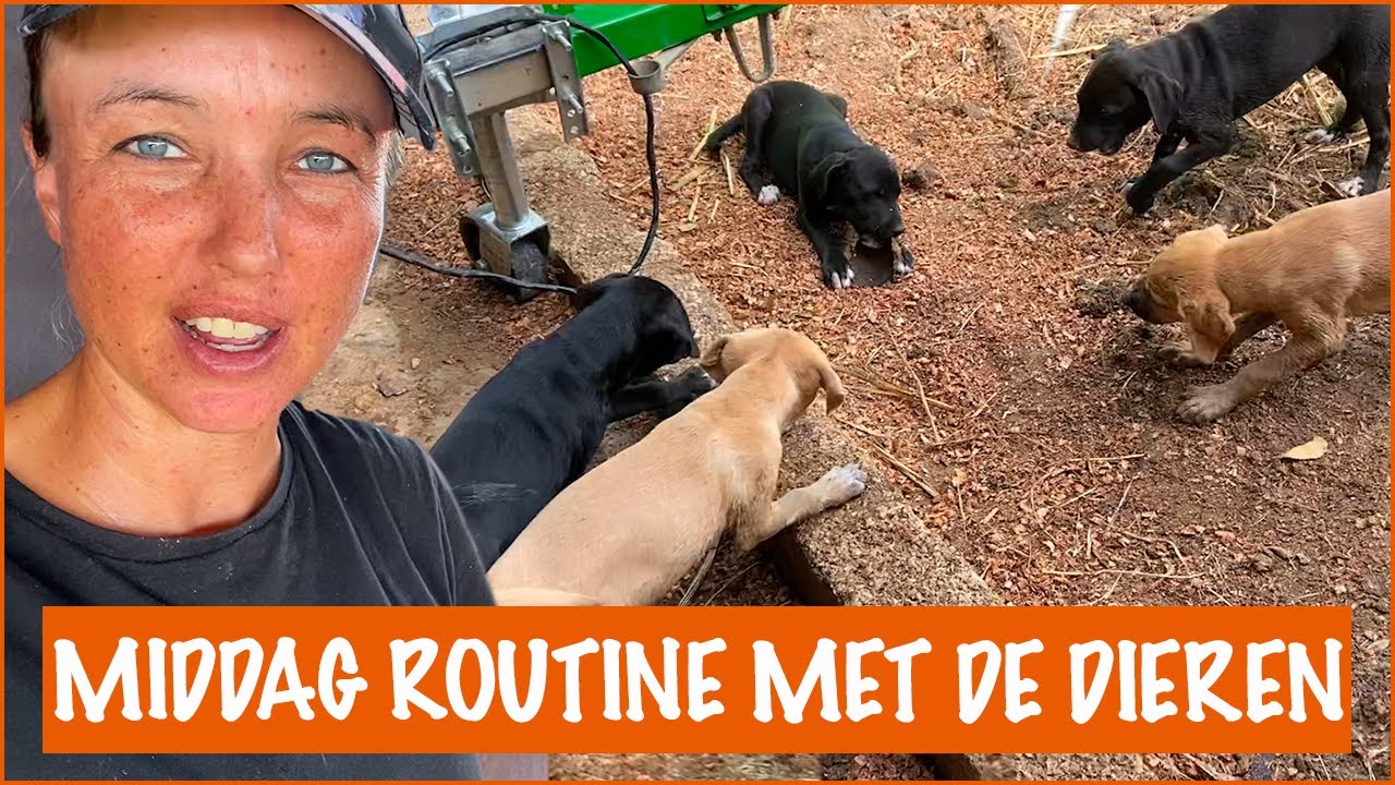 De gevonden pups zijn zo groot geworden! | DierenpraatTV