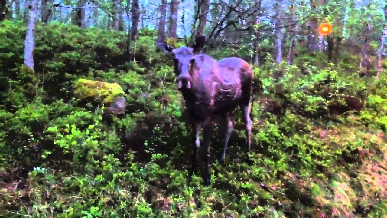 Lockar älg VÄLDIGT nära!