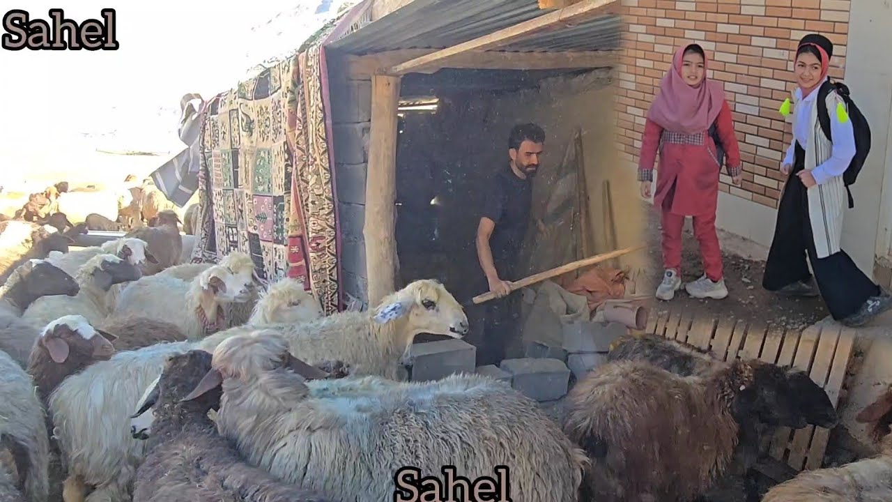 The nomadic life of Engineer Babazadeh alone and the help of Ghazal Nazanin to help the sheep and an