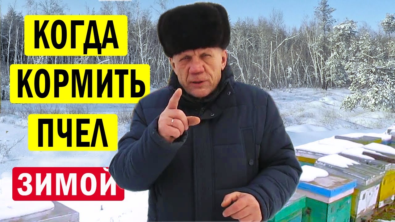 Когда кормить пчел зимой и главное зачем? Зимовка пчел.