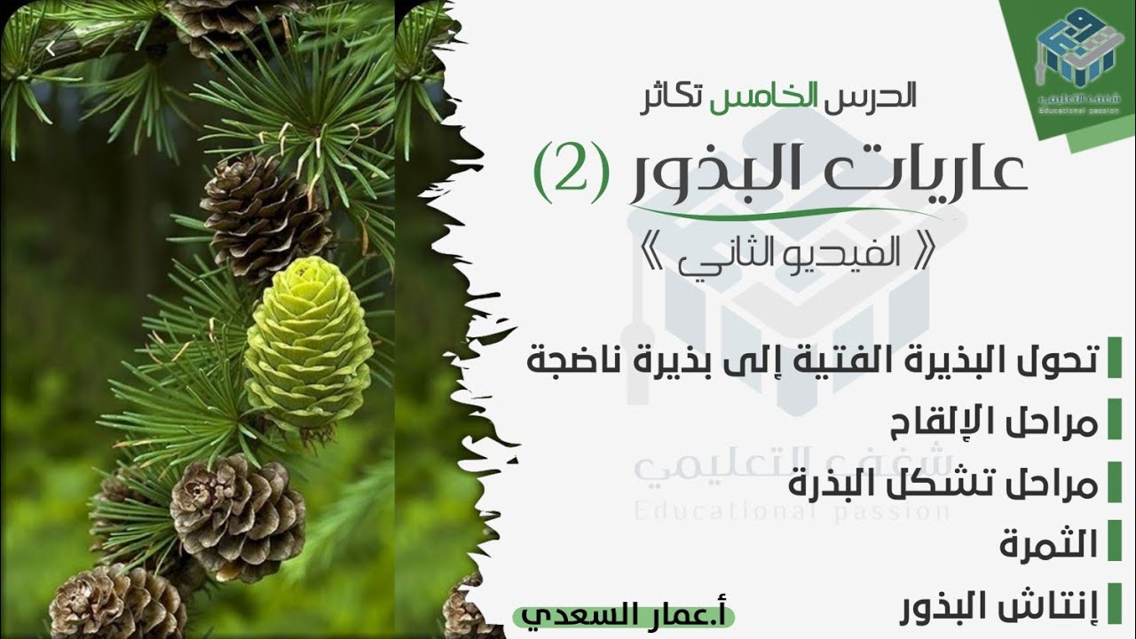 عاريات البذور 2 | علم الأحياء | بكالوريا | أ. عمار السعدي
