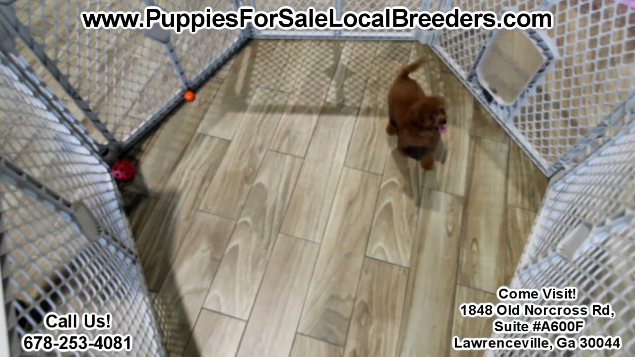 Poodle, Cavapoo, Maltese, Bichon, Yorkie, Shih Tzu PUPPIES FOR SALE, GEORGIA LOCAL BREEDERS, GA