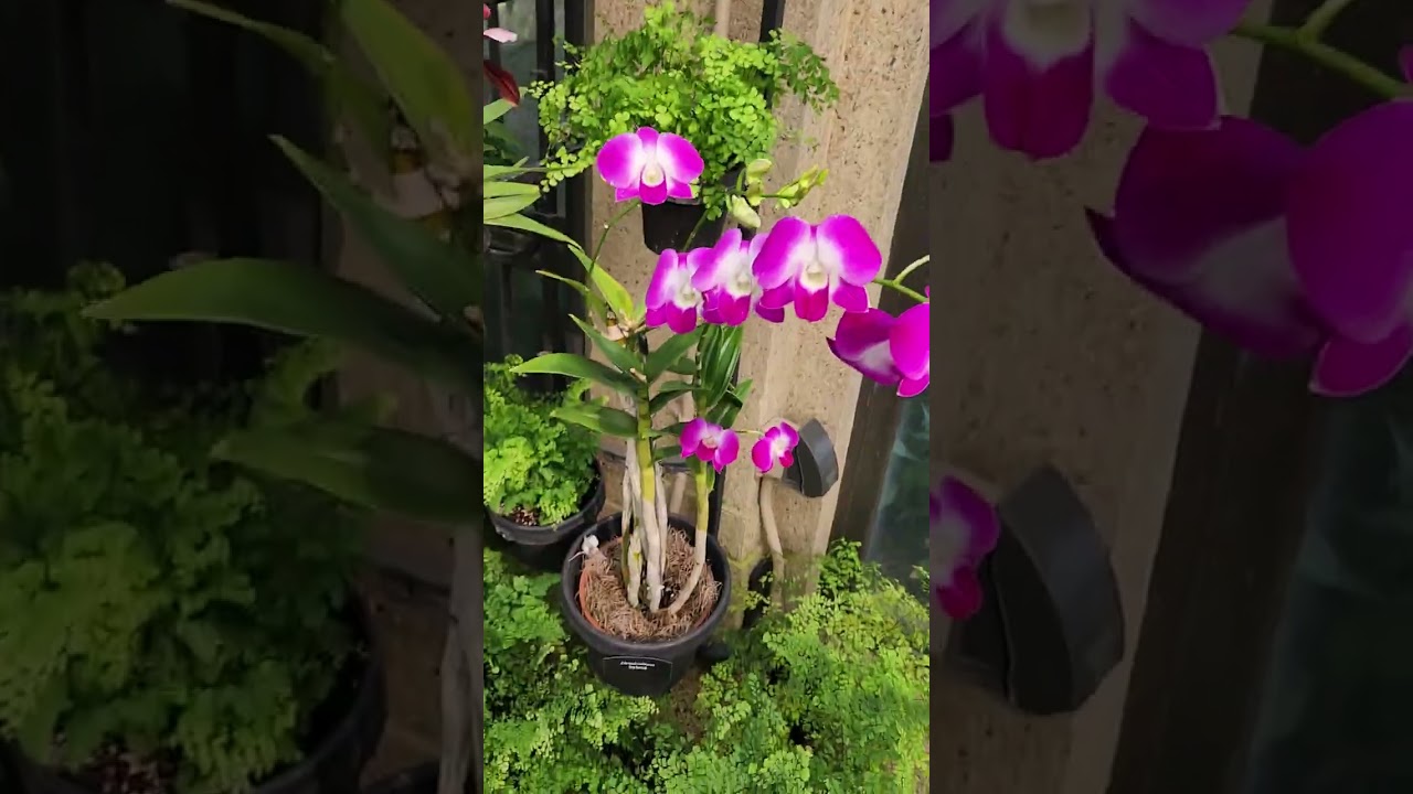 Tour of Longwood Gardens part 3