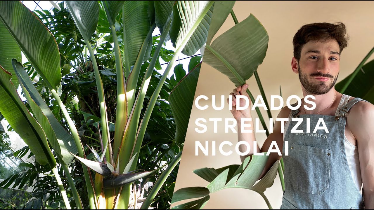 Cuidados Strelitzia Nicolai o Ave del paraíso