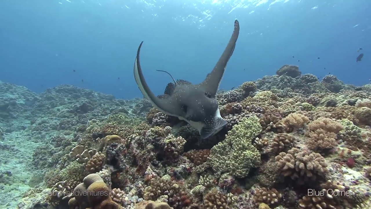 Blue Corner Palau, the Best Dive Site in the Pacific You Can't miss