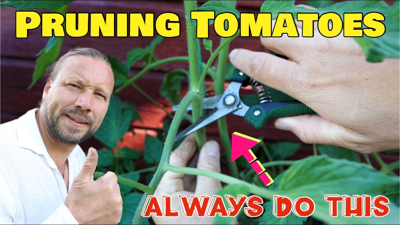 HOW TO PRUNE YOUR TOMATOES FOR MAXIMUM PRODUCTION