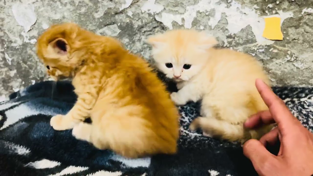 Chotay peelu ji ko dekho zara❤️😆